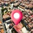 icon Live Earth Map 1.17