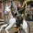 icon com.fgs.osman.ghazi.mount.blade.fighting 1