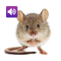 icon Mouse and Rat Sounds