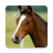 icon Horse sounds 1.23